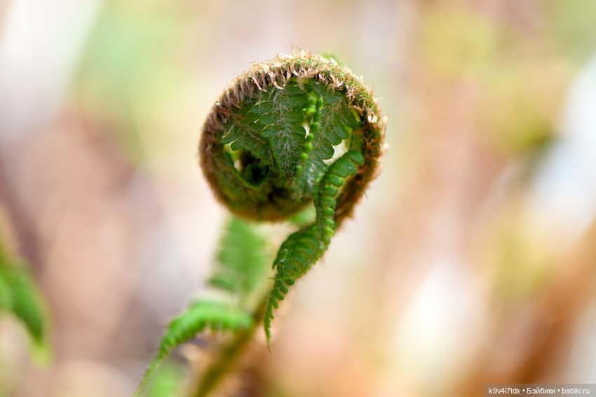 Аксюшина Весна — Куклы Heidi Plusczok (Хайди/Хейди Плюсчок) — фото
