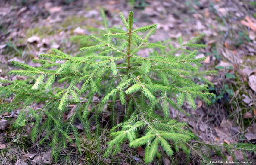 Аксюшина Весна — Куклы Heidi Plusczok (Хайди/Хейди Плюсчок) — фото