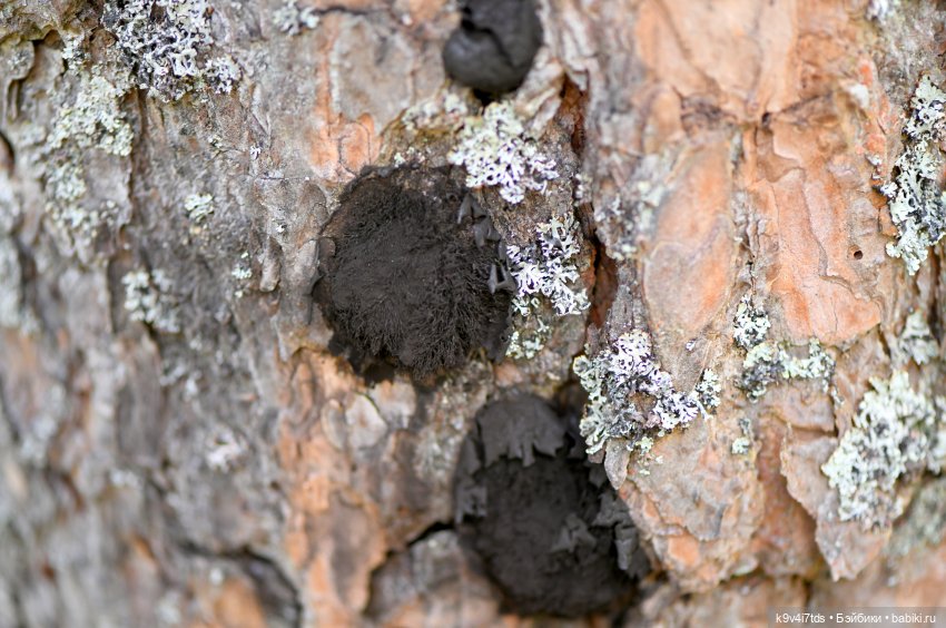 Аксюшина Весна — Куклы Heidi Plusczok (Хайди/Хейди Плюсчок) — фото