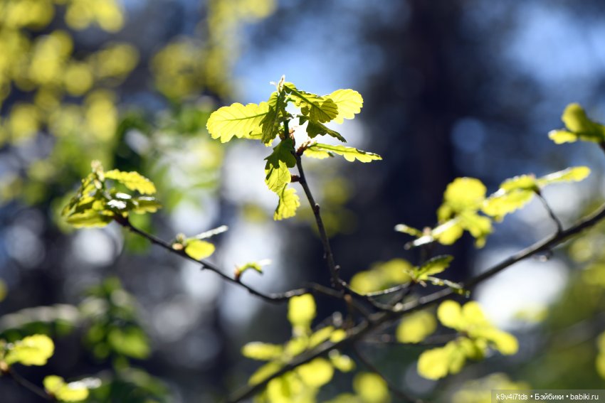 Аксюшина Весна — Куклы Heidi Plusczok (Хайди/Хейди Плюсчок) — фото