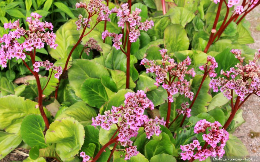 Пэтси в "Сиреневом саду", Дворцовый парк, г. Тверь