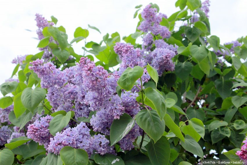 Пэтси в "Сиреневом саду", Дворцовый парк, г. Тверь (фото 8)