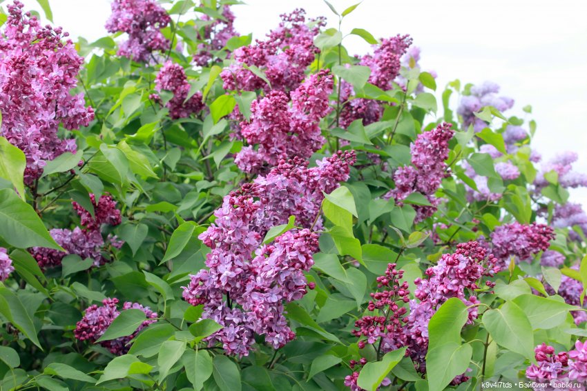 Пэтси в "Сиреневом саду", Дворцовый парк, г. Тверь