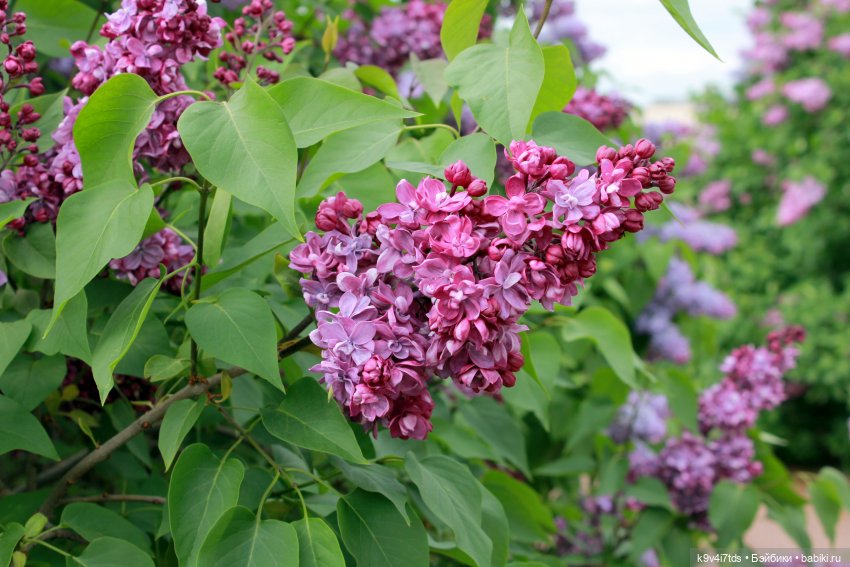 Пэтси в "Сиреневом саду", Дворцовый парк, г. Тверь