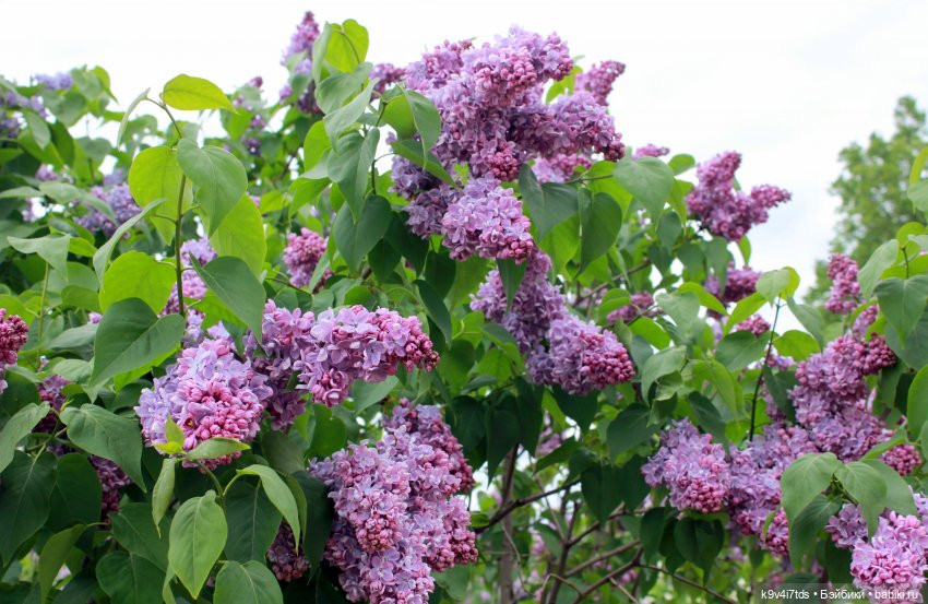 Пэтси в "Сиреневом саду", Дворцовый парк, г. Тверь (фото 9)