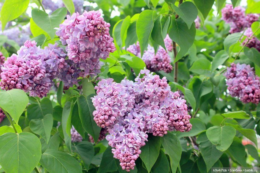 Пэтси в "Сиреневом саду", Дворцовый парк, г. Тверь (фото 4)