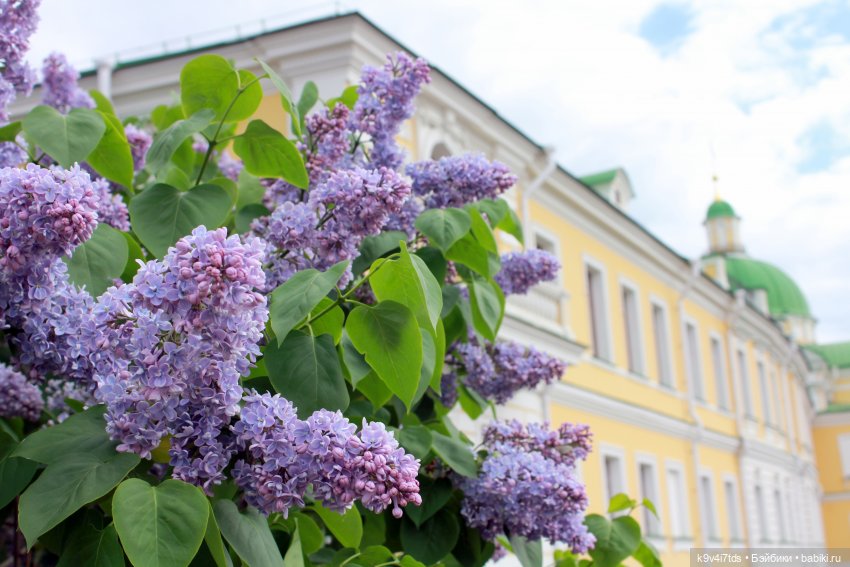 Пэтси в "Сиреневом саду", Дворцовый парк, г. Тверь