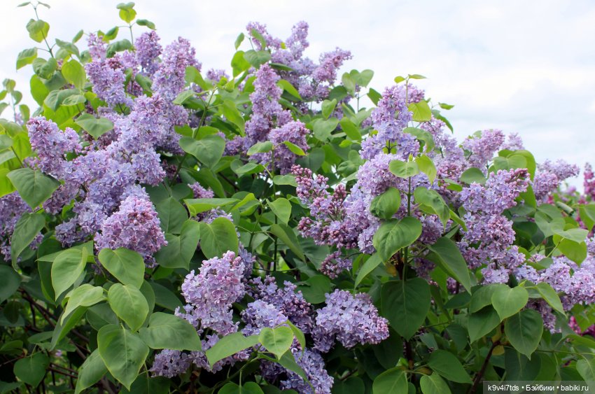 Пэтси в "Сиреневом саду", Дворцовый парк, г. Тверь