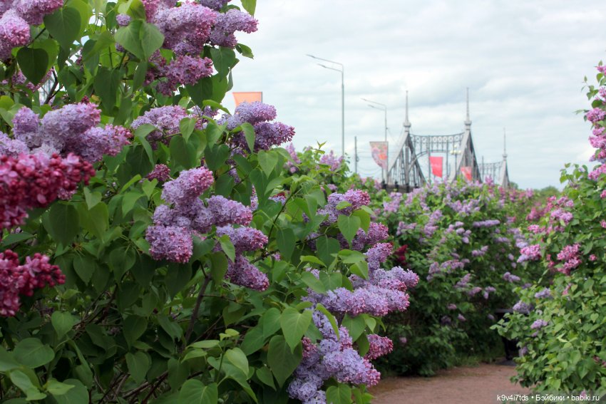 Пэтси в "Сиреневом саду", Дворцовый парк, г. Тверь
