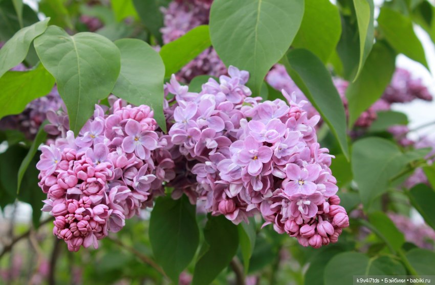 Пэтси в "Сиреневом саду", Дворцовый парк, г. Тверь (фото 2)