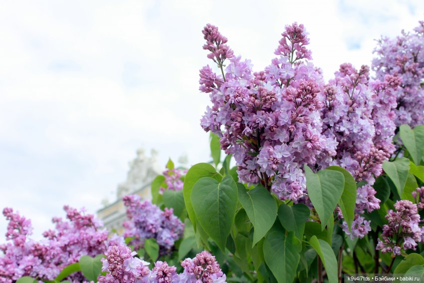 Пэтси в "Сиреневом саду", Дворцовый парк, г. Тверь