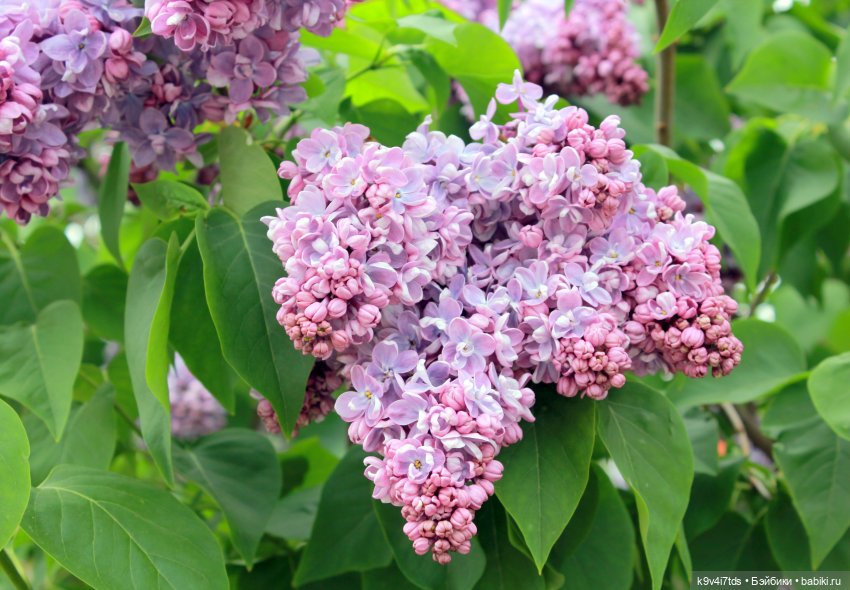 Пэтси в "Сиреневом саду", Дворцовый парк, г. Тверь (фото 3)