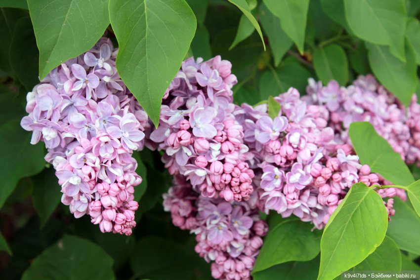 Пэтси в "Сиреневом саду", Дворцовый парк, г. Тверь (фото 5)