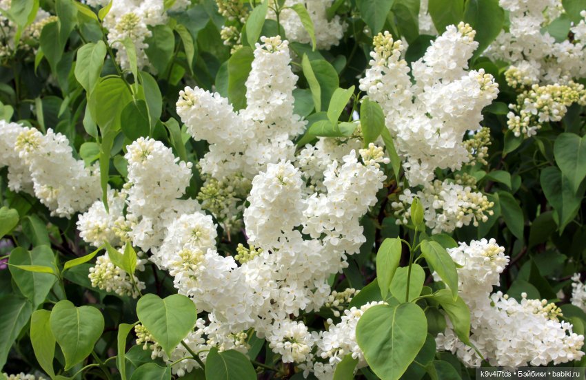 Пэтси в "Сиреневом саду", Дворцовый парк, г. Тверь