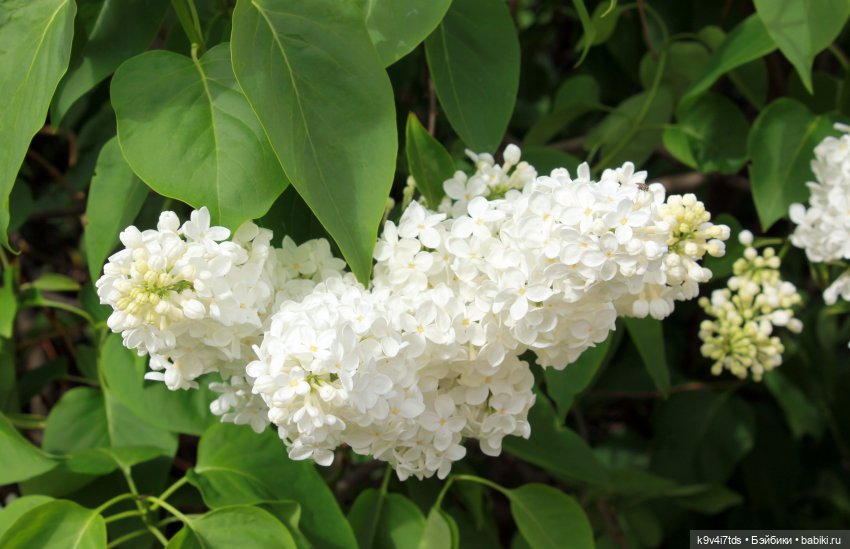 Пэтси в "Сиреневом саду", Дворцовый парк, г. Тверь