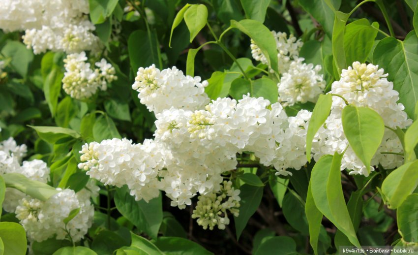 Пэтси в "Сиреневом саду", Дворцовый парк, г. Тверь