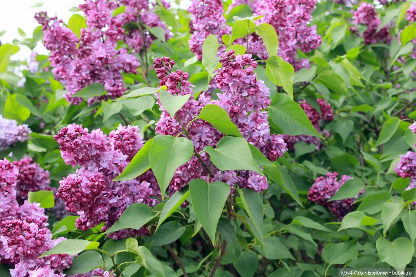 Пэтси в "Сиреневом саду", Дворцовый парк, г. Тверь