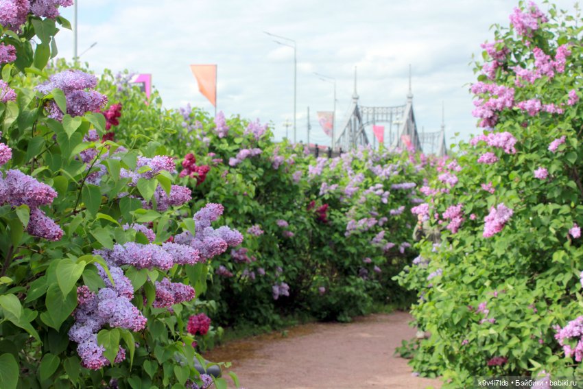 Пэтси в "Сиреневом саду", Дворцовый парк, г. Тверь