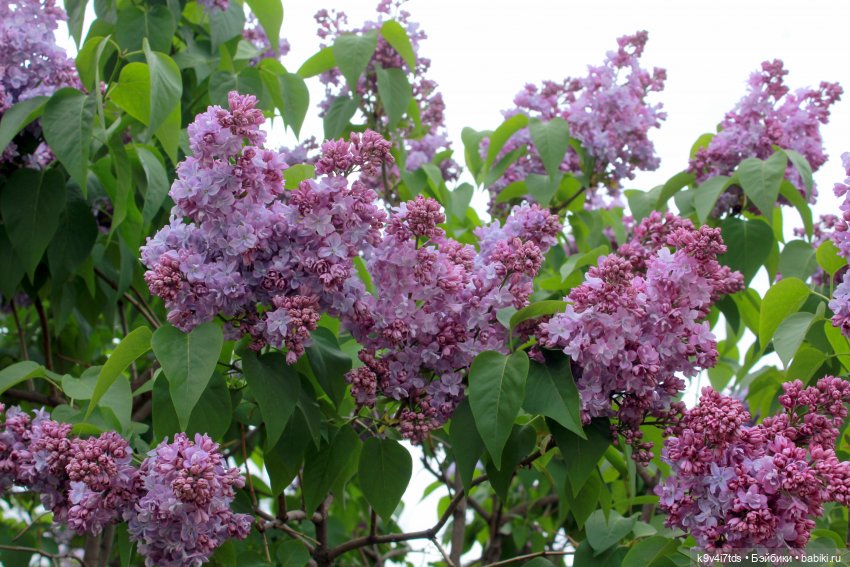 Пэтси в "Сиреневом саду", Дворцовый парк, г. Тверь