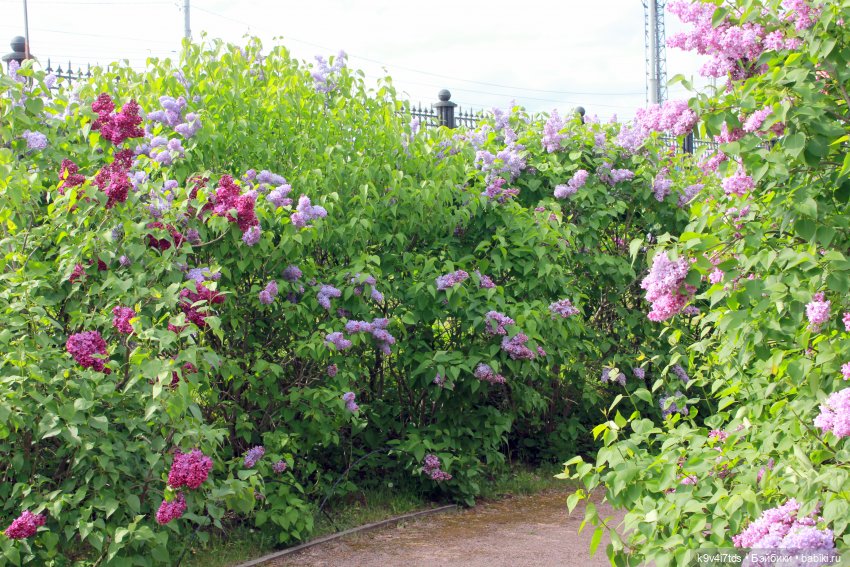 Пэтси в "Сиреневом саду", Дворцовый парк, г. Тверь