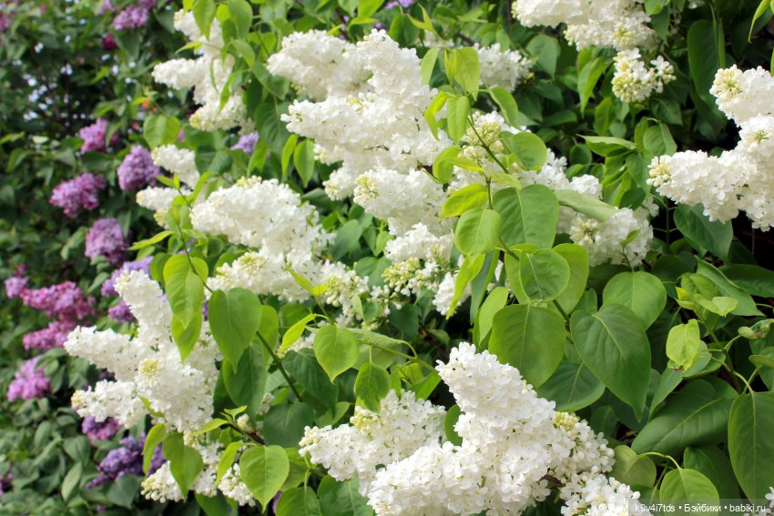 Пэтси в "Сиреневом саду", Дворцовый парк, г. Тверь