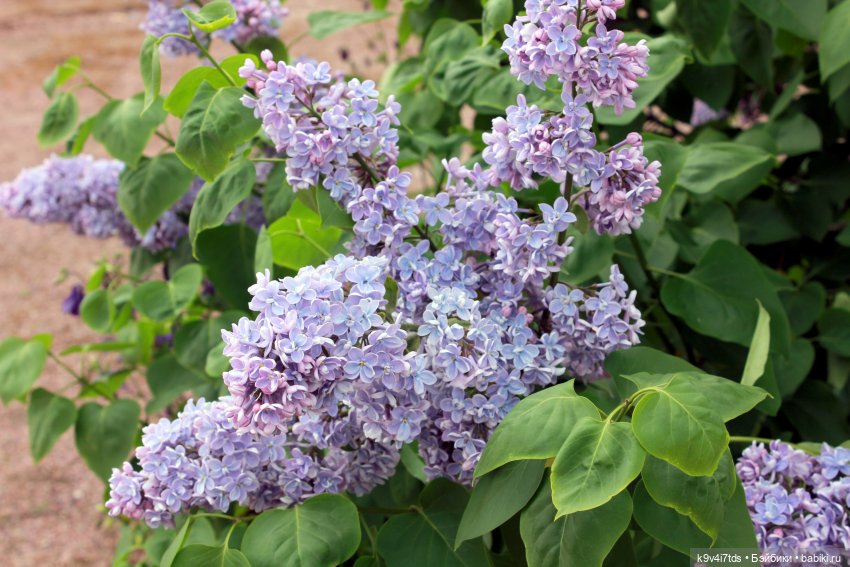 Пэтси в "Сиреневом саду", Дворцовый парк, г. Тверь (фото 7)