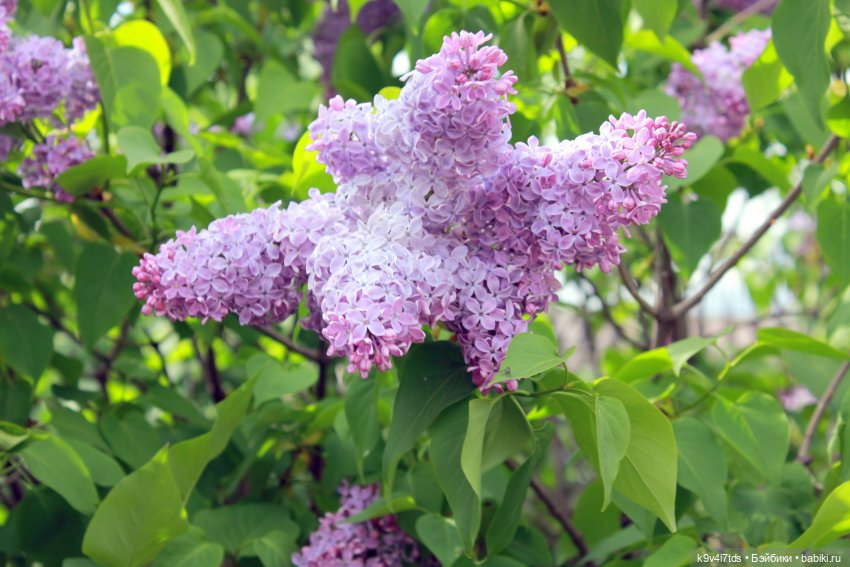 Пэтси в "Сиреневом саду", Дворцовый парк, г. Тверь