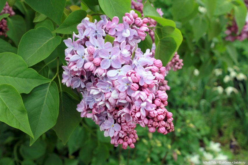Пэтси в "Сиреневом саду", Дворцовый парк, г. Тверь (фото 10)