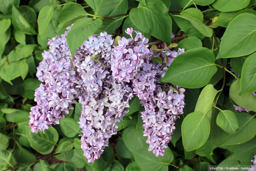 Пэтси в "Сиреневом саду", Дворцовый парк, г. Тверь