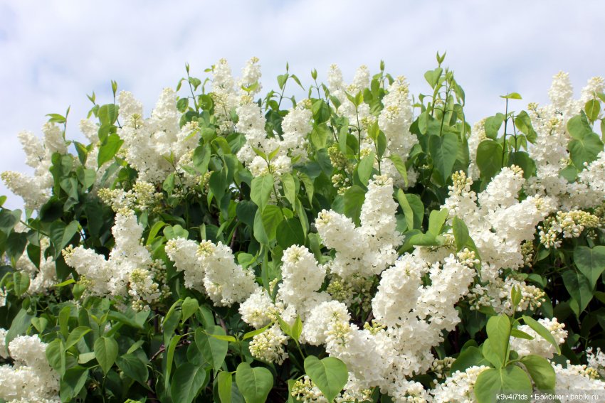 Пэтси в "Сиреневом саду", Дворцовый парк, г. Тверь