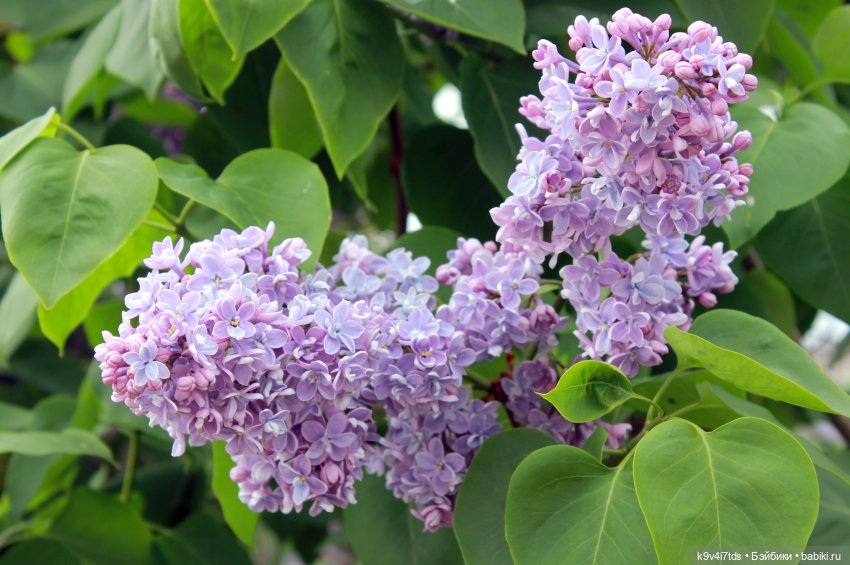 Пэтси в "Сиреневом саду", Дворцовый парк, г. Тверь (фото 6)