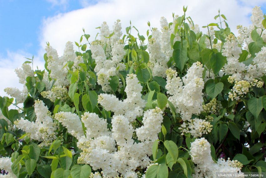 Пэтси в "Сиреневом саду", Дворцовый парк, г. Тверь