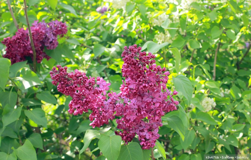 Пэтси в "Сиреневом саду", Дворцовый парк, г. Тверь