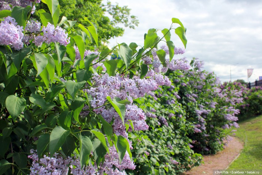 Пэтси в "Сиреневом саду", Дворцовый парк, г. Тверь