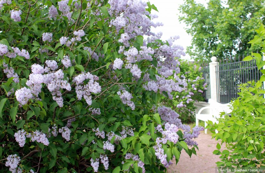 Пэтси в "Сиреневом саду", Дворцовый парк, г. Тверь