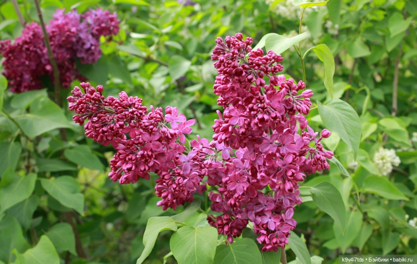 Пэтси в "Сиреневом саду", Дворцовый парк, г. Тверь
