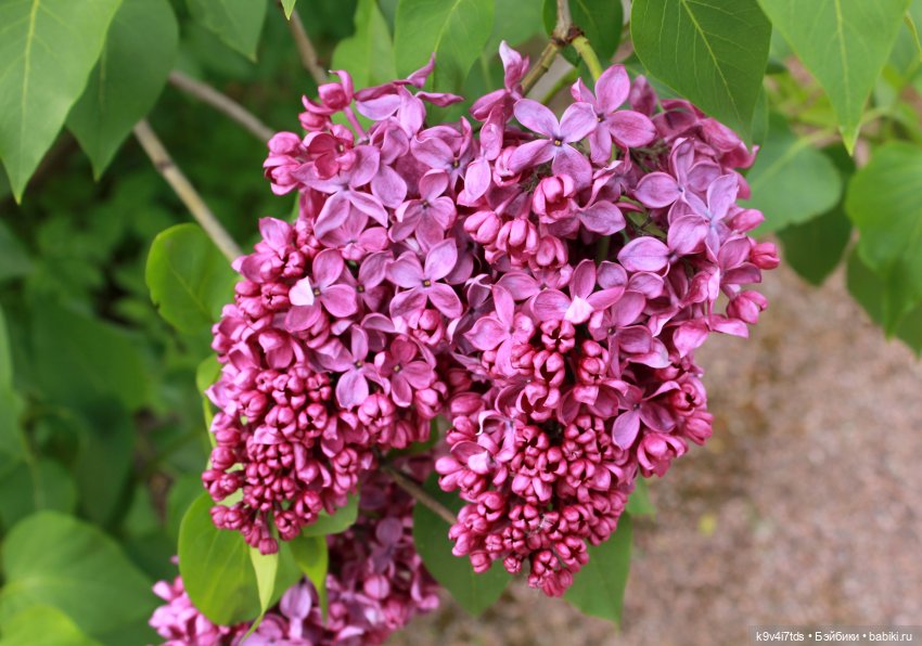 Пэтси в "Сиреневом саду", Дворцовый парк, г. Тверь