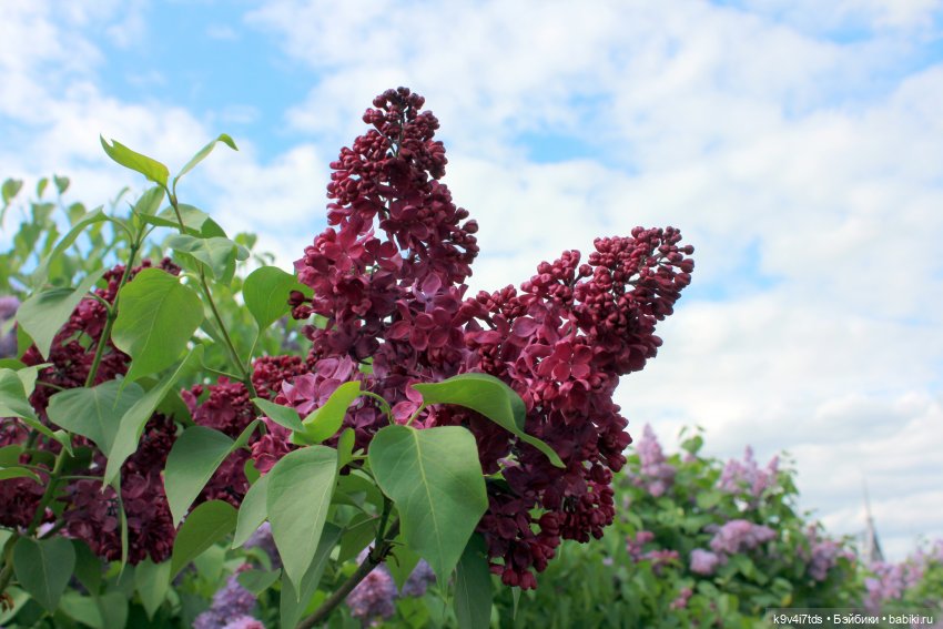 Пэтси в "Сиреневом саду", Дворцовый парк, г. Тверь