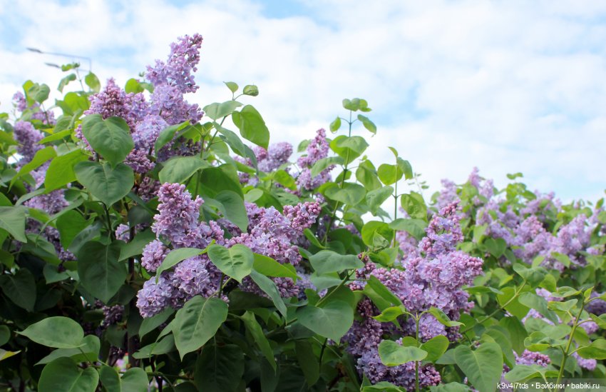Пэтси в "Сиреневом саду", Дворцовый парк, г. Тверь