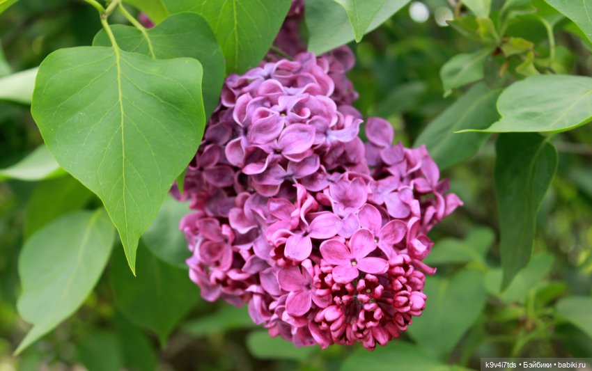 Пэтси в "Сиреневом саду", Дворцовый парк, г. Тверь