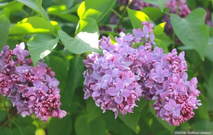 Пэтси в "Сиреневом саду", Дворцовый парк, г. Тверь