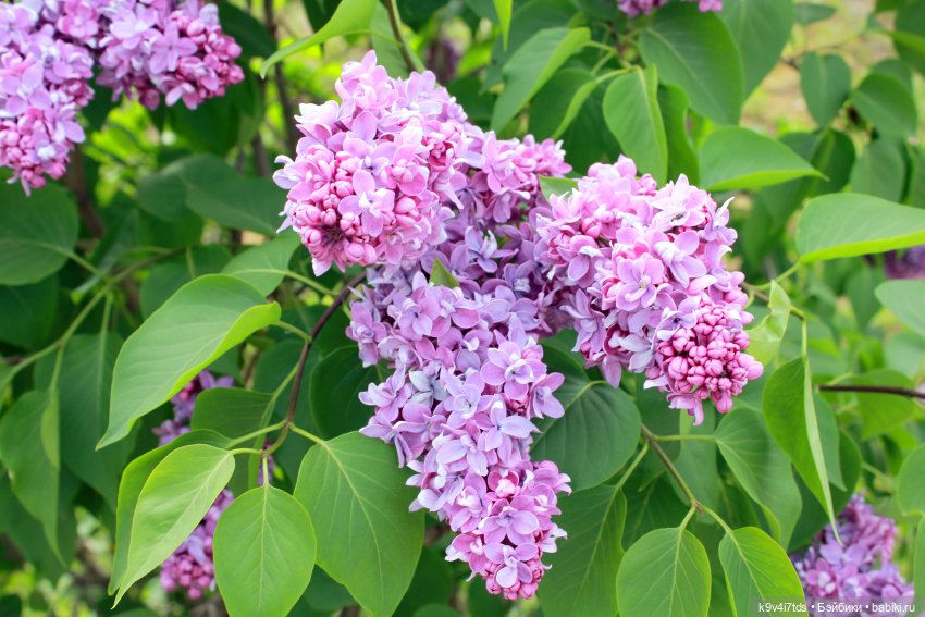 Пэтси в "Сиреневом саду", Дворцовый парк, г. Тверь