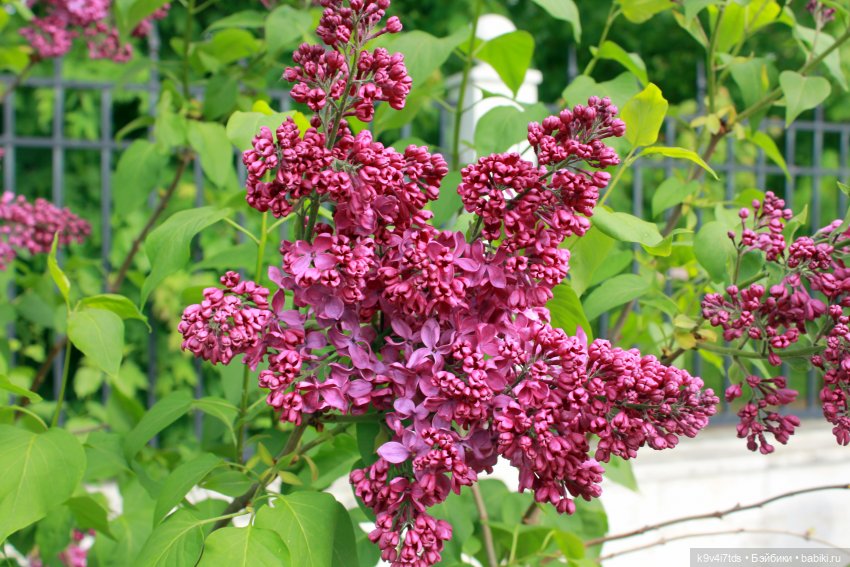 Пэтси в "Сиреневом саду", Дворцовый парк, г. Тверь