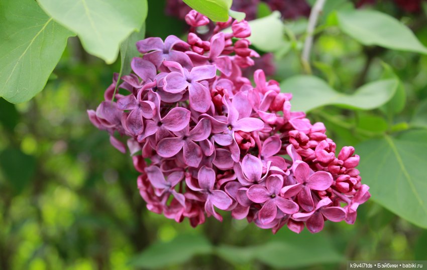 Пэтси в "Сиреневом саду", Дворцовый парк, г. Тверь