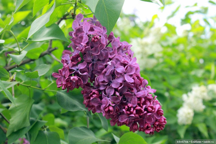 Пэтси в "Сиреневом саду", Дворцовый парк, г. Тверь