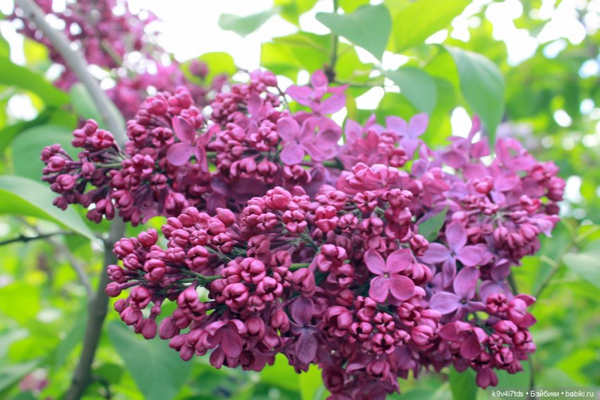 Пэтси в "Сиреневом саду", Дворцовый парк, г. Тверь