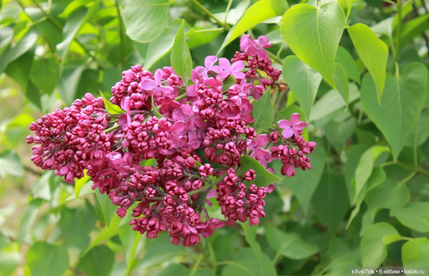 Пэтси в "Сиреневом саду", Дворцовый парк, г. Тверь