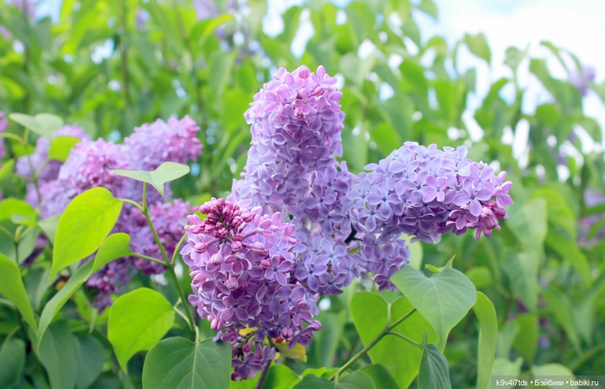 Пэтси в "Сиреневом саду", Дворцовый парк, г. Тверь