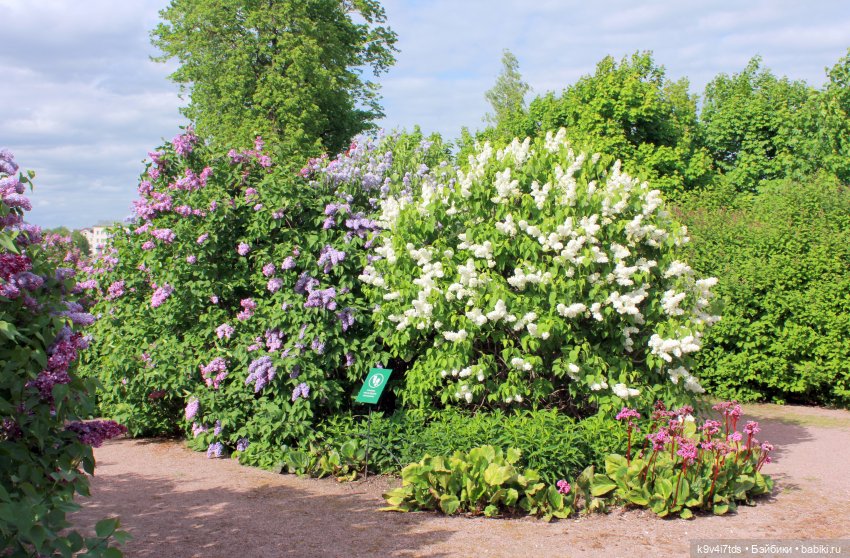 Пэтси в "Сиреневом саду", Дворцовый парк, г. Тверь