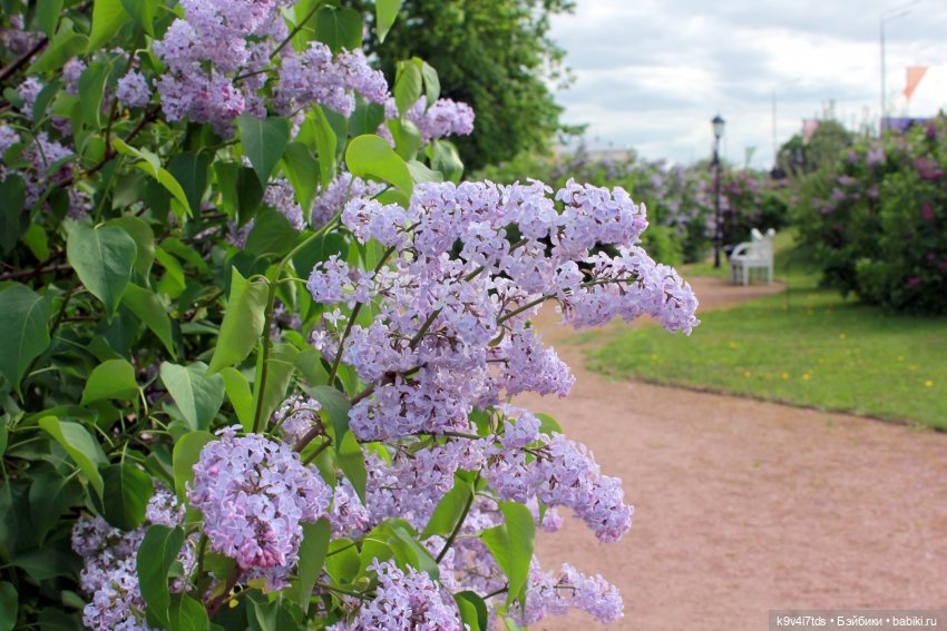 Пэтси в "Сиреневом саду", Дворцовый парк, г. Тверь
